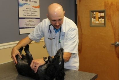 Veterinary petting dog