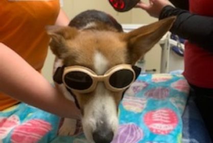 Dog with Goggles